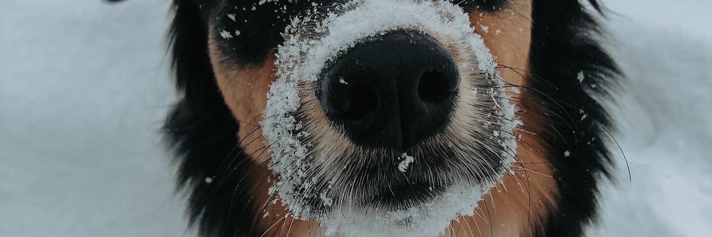 caropainchaud's profile banner image