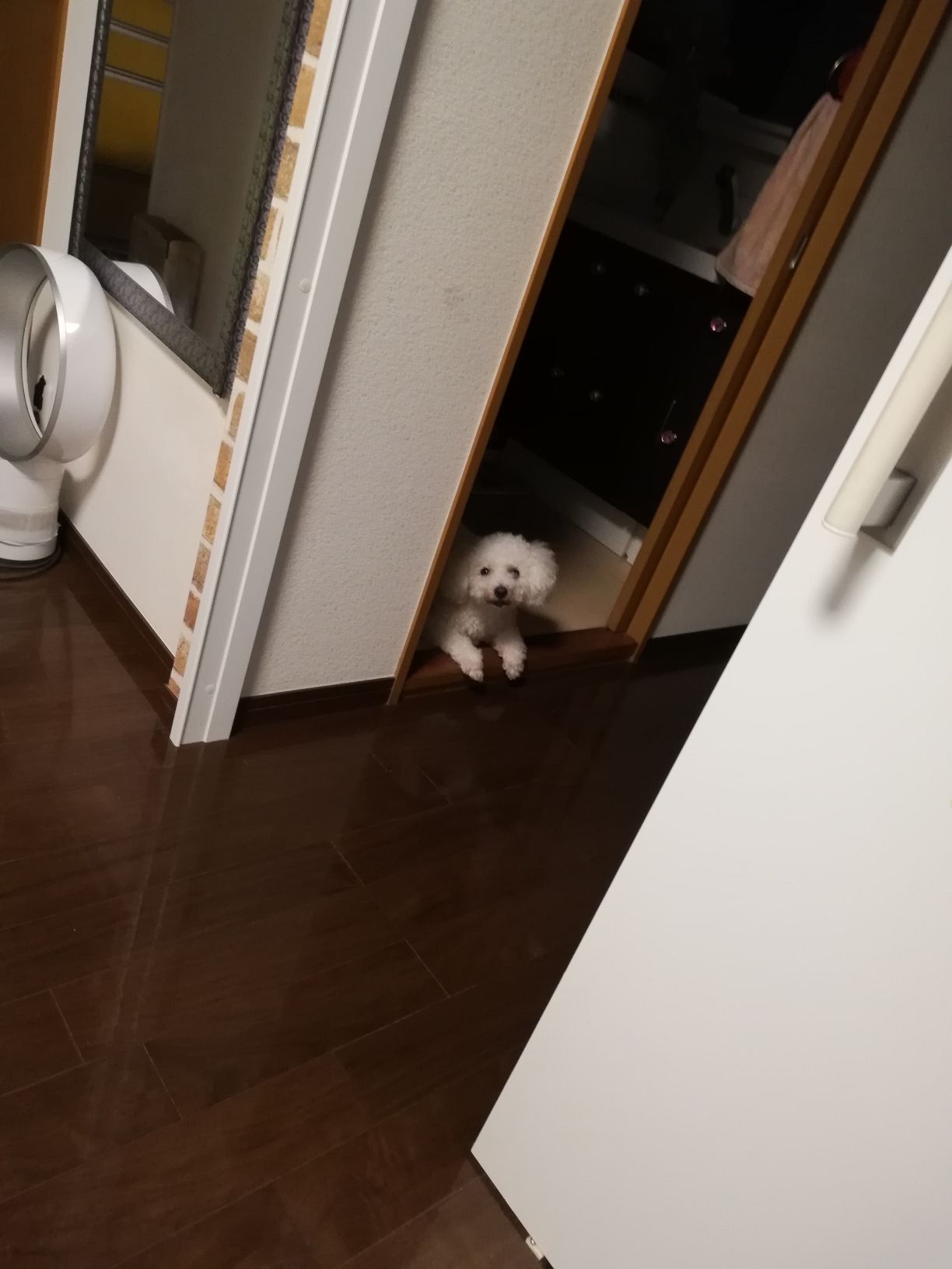 pistorumaru's profile banner image