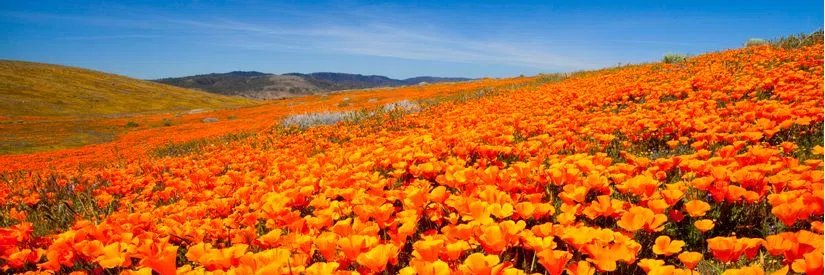 Ijustliketoreadstuff (MLB leak free zone) banner