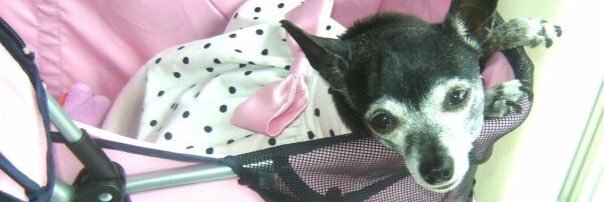 tinychiwa's profile banner image