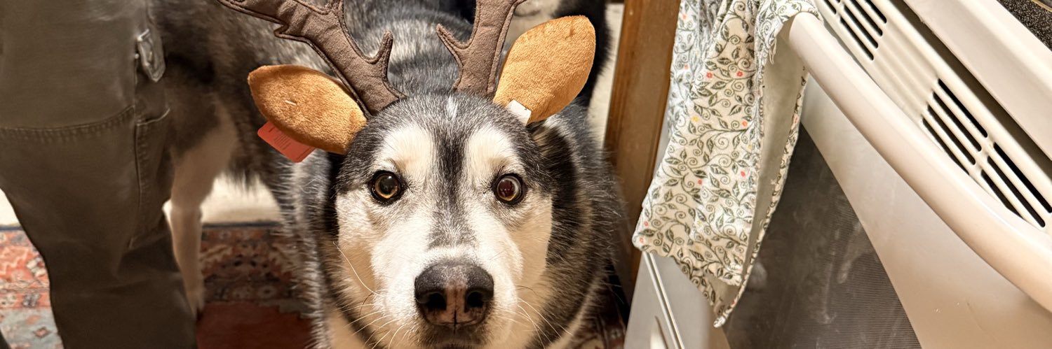 dogs don’t lie banner