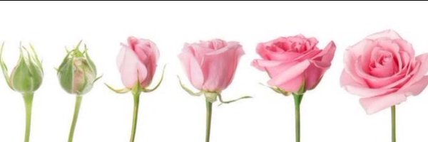 _MarissaTheMuse Profile Banner