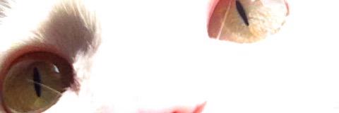 tha_pucineli's profile banner image