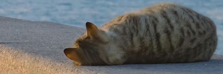 paw banner