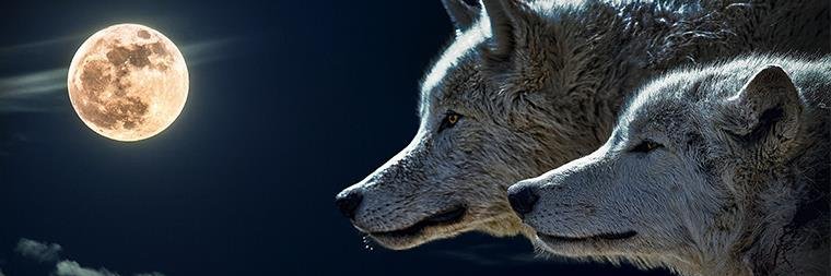 adamsbill033's profile banner image