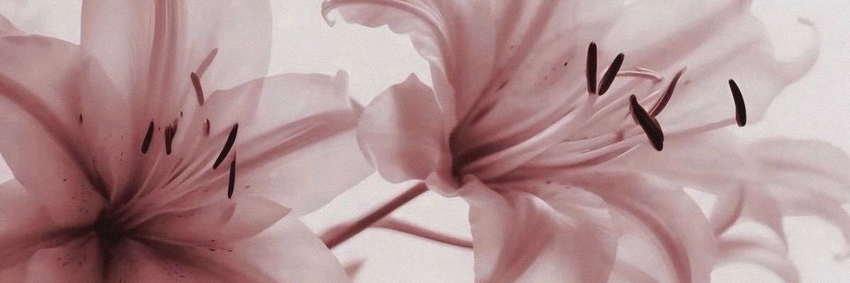 ≽^• ˕ • ྀི≼ banner