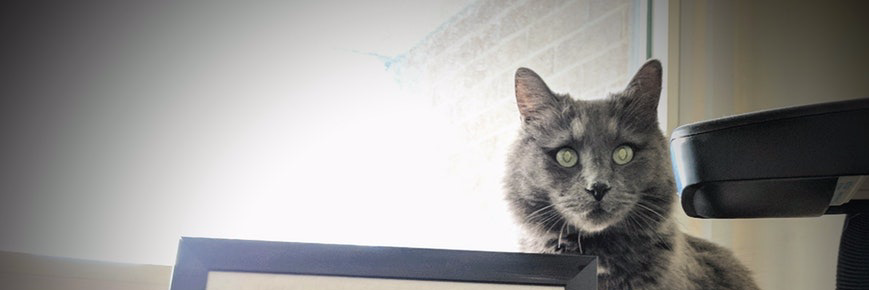 Ryan O'Connor banner