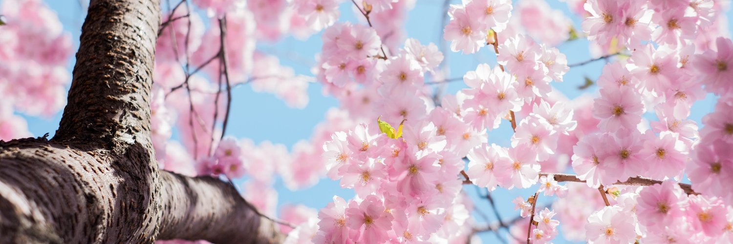 JennyImpact's profile banner image