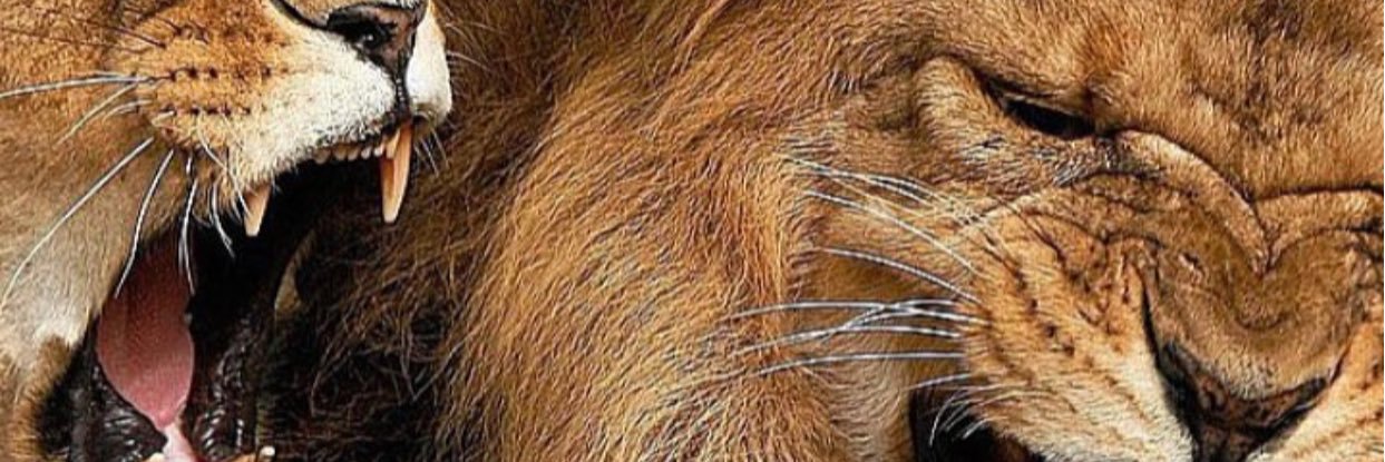 96_Hector_'s profile banner image