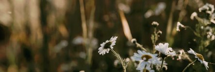 Yangccya_'s profile banner image