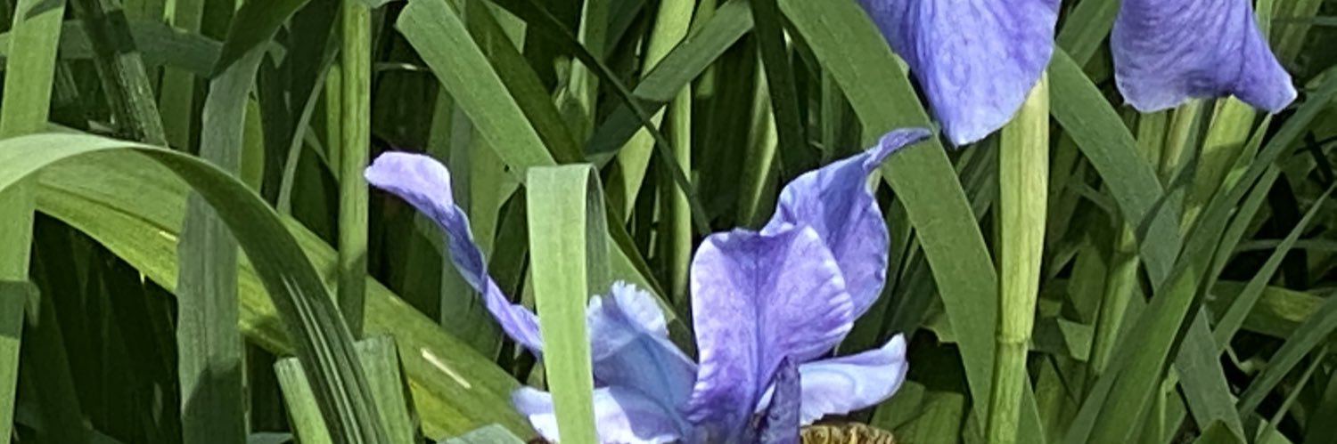 April Pitney🌳🌎🌍🌏 banner