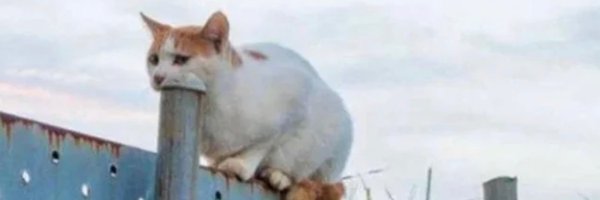 ReyAlinTheBunny Profile Banner