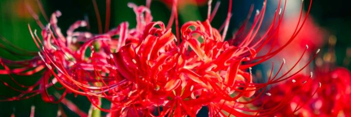 MerodiAmai's profile banner image