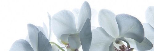 лифия🐚 banner