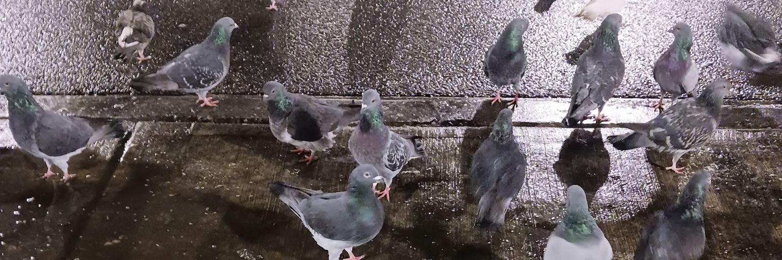 Middle Name Wayne banner