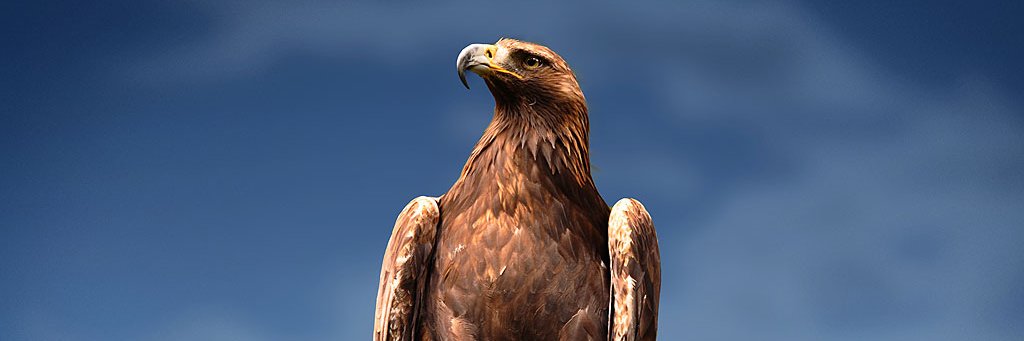 Sebastokrator I banner