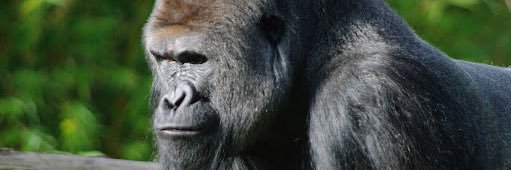 Robert Andraos banner