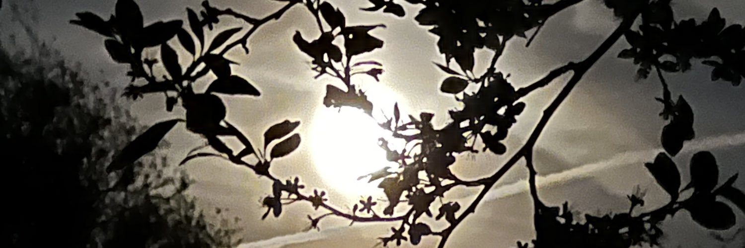 donnamnos's profile banner image