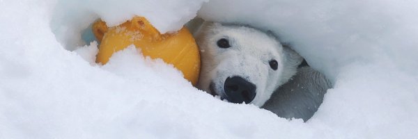 tomatekoro Profile Banner