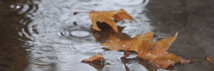 d a n d e l i o n 🌼🍀 banner