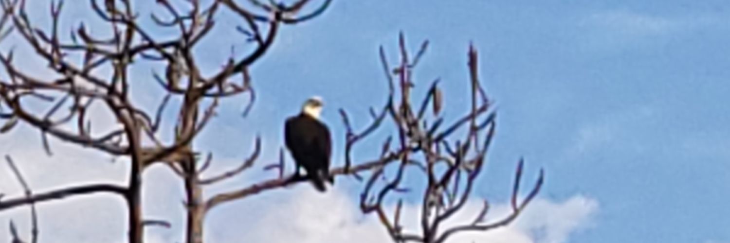 Melissa Escobar banner