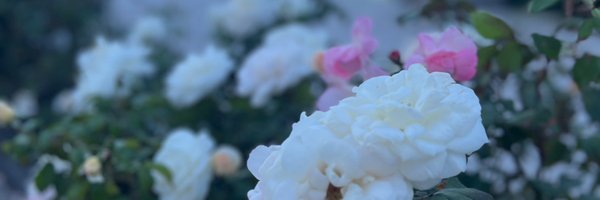 abetterlizard Profile Banner