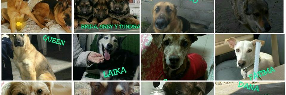 esperanzadogs's profile banner image