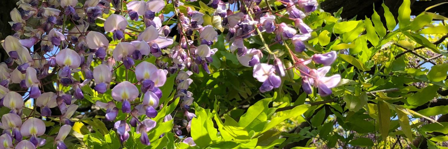 header image