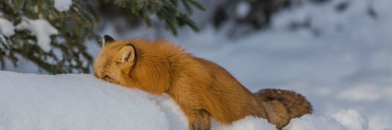 EslarFox's profile banner image