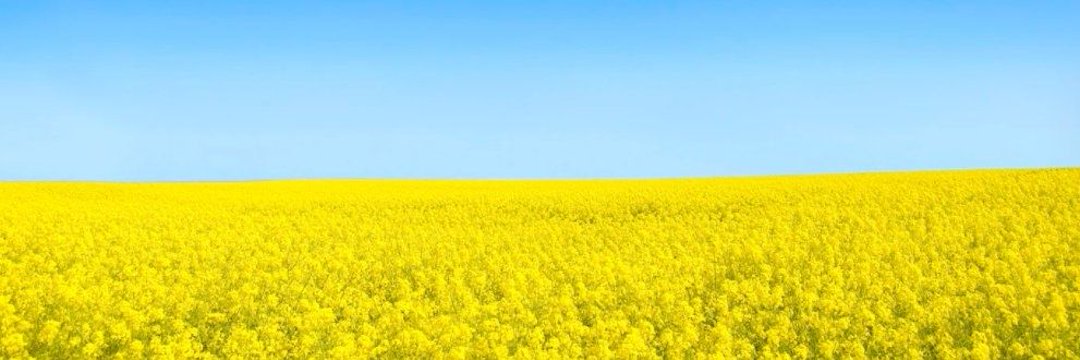 Diag 🇺🇦📯's banner