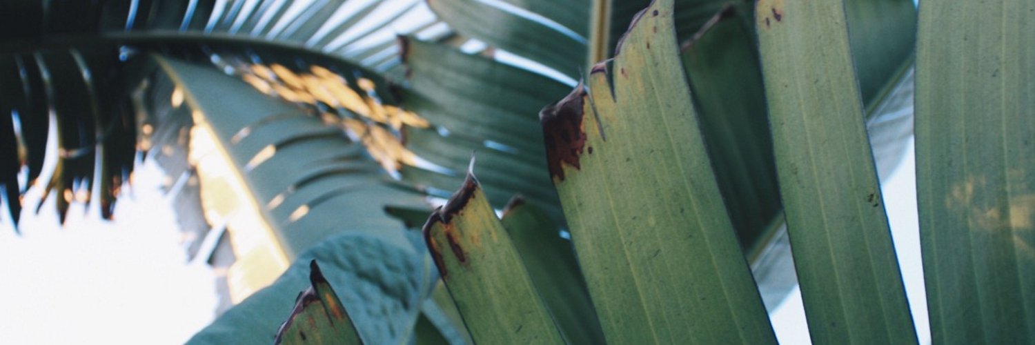 woolongs's profile banner image