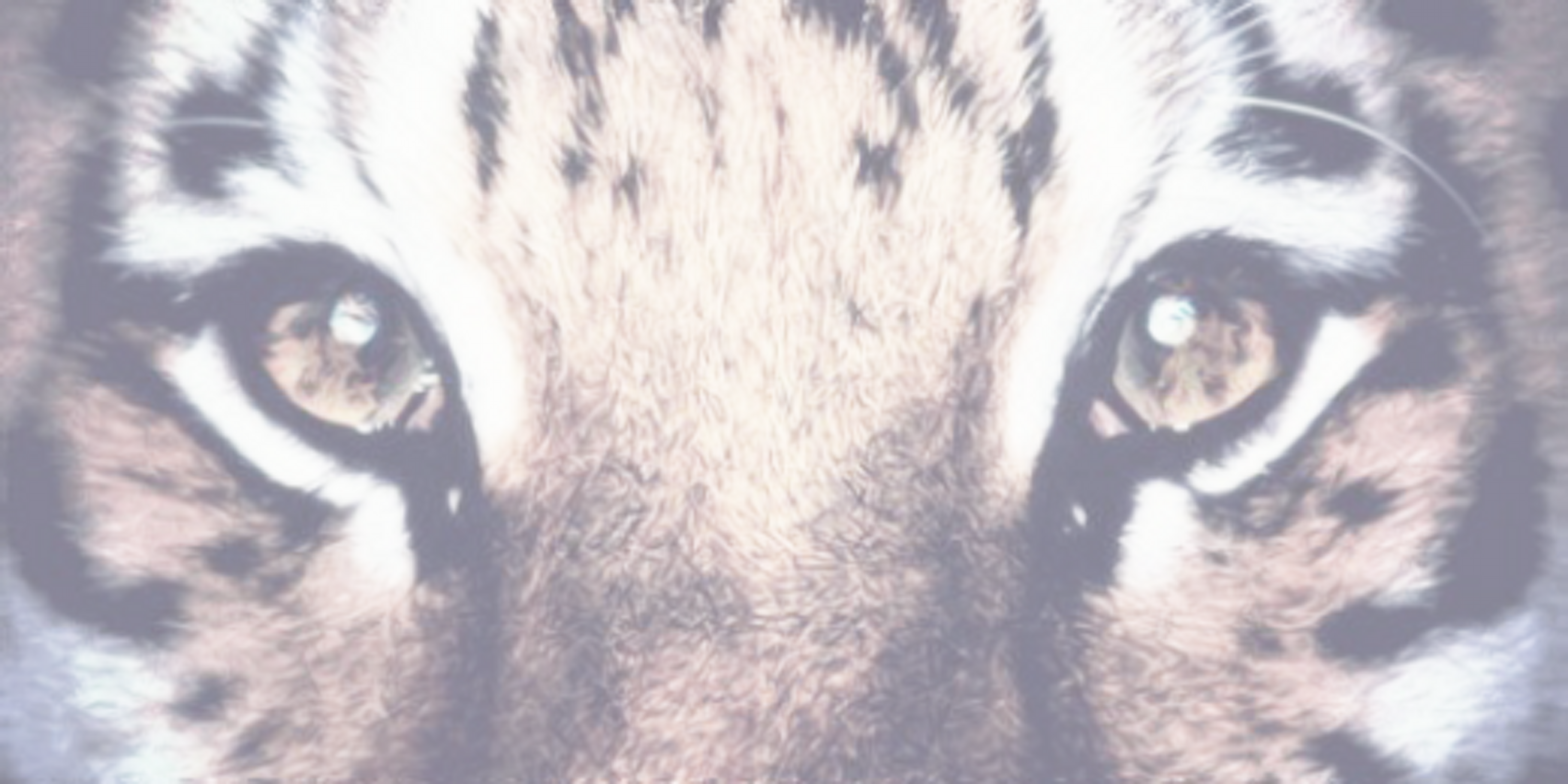 AdrianaLims's profile banner image