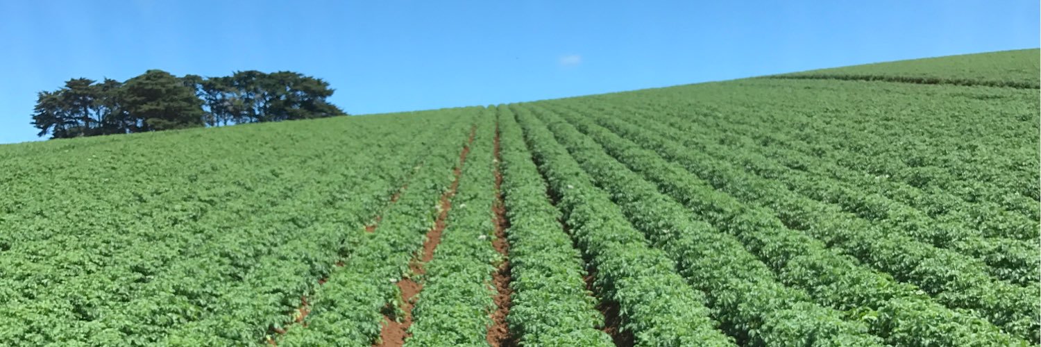 Youngpotatopeps's profile banner image