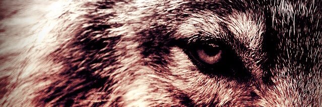 kaptantavac's profile banner image