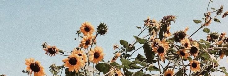 kothopper's profile banner image