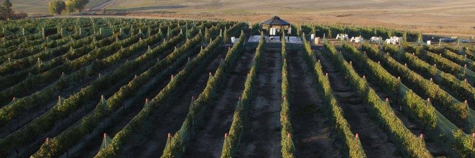 LCVineyards's profile banner image