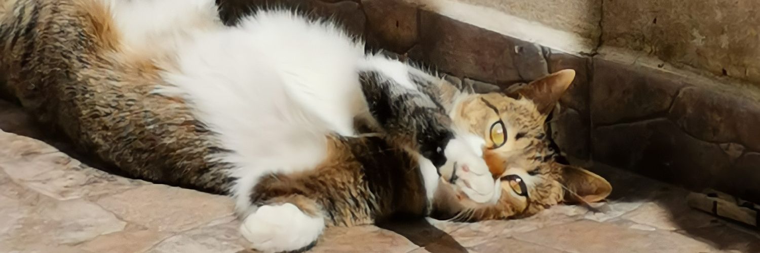 AgostinaSurt's profile banner image