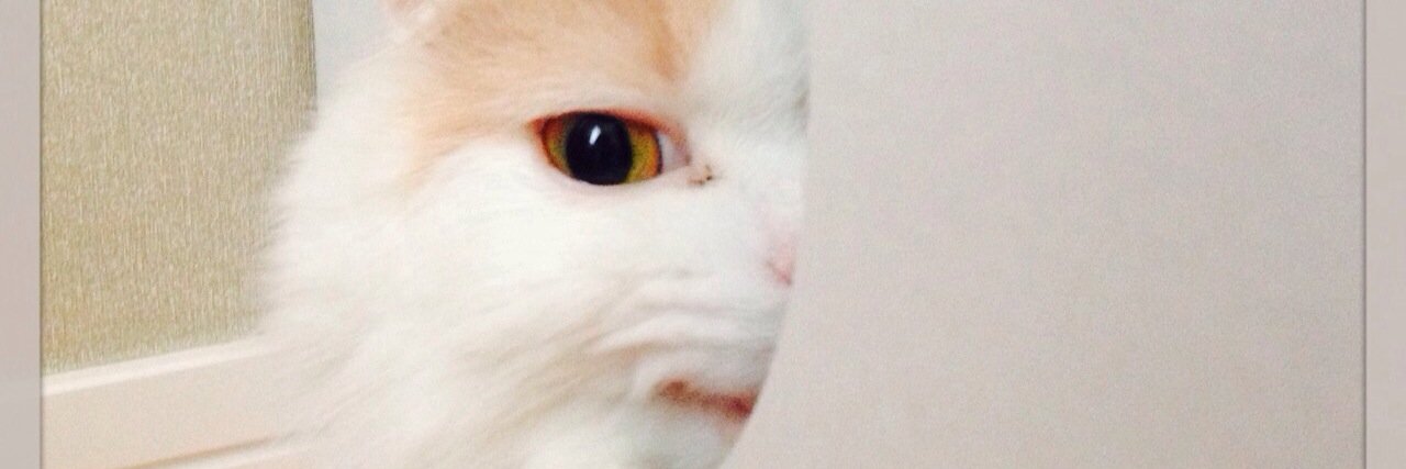 ɐpıɥsıu🌗ıɯɐɯɐʇ banner