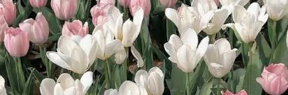 hida__hapi's profile banner image