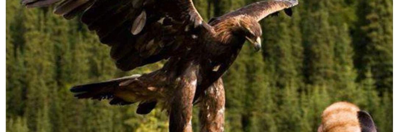 hsnusta62's profile banner image