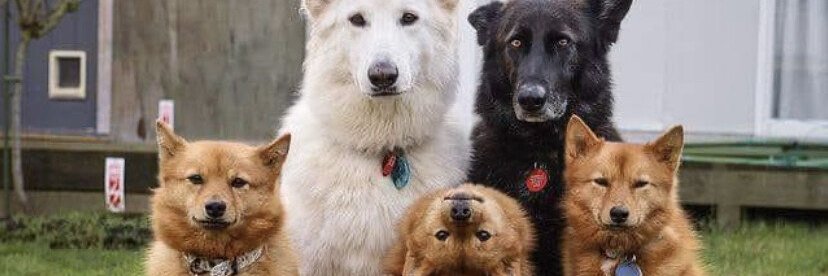 JoeBlogs🇮🇪🇪🇸✝️🐱🐶 banner
