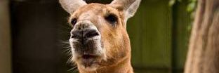 StinkyKusoFunk's profile banner image