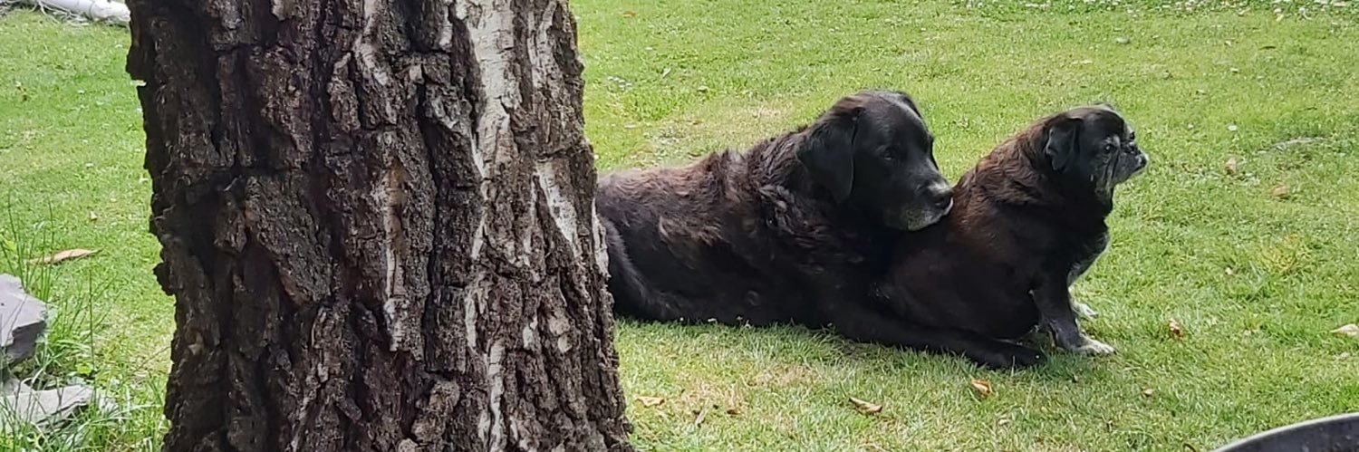 PugOlly's profile banner image