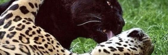 DESIRÉE. | 🇧🇷 banner