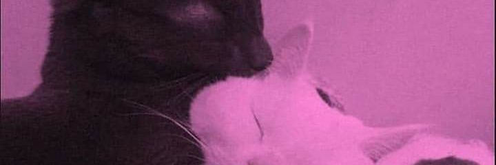llWandall's profile banner image