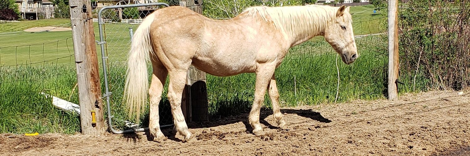 Melissa Wagner banner