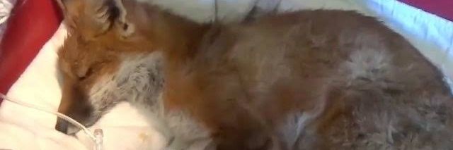 Chopper del colo banner