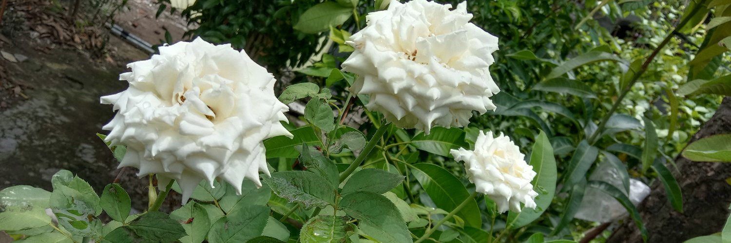 Bebas 🤔lalu🗣️ bknlah 🗣️lalu🤔 banner