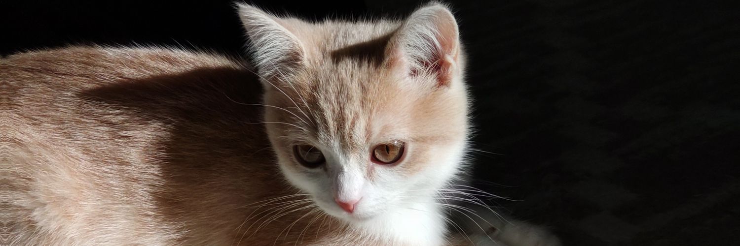 MeowingFellow's profile banner image