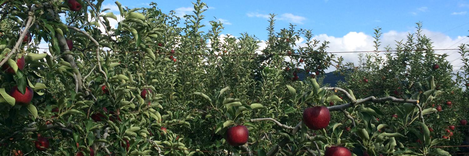 obuseapple's profile banner image
